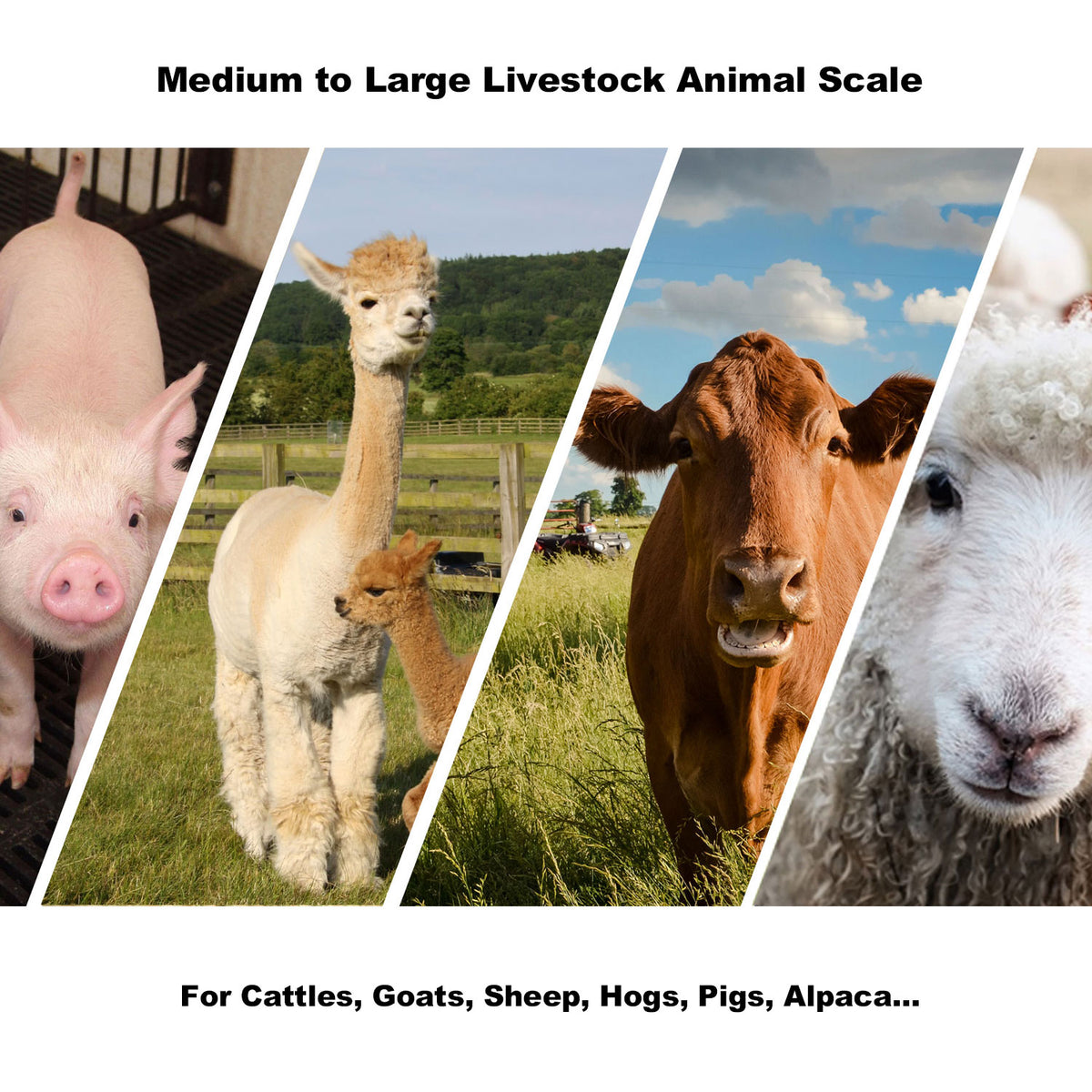 PEC Scales Medium Livestock Scale/Farm Animal Weighing Equipment, Capacity 2000 x 0.2 lb for Sheep, Goat, Alpaca, Pig, etc.